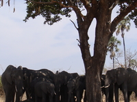 Game Drive Wildness Safari Tanzania Selous