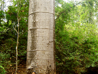 Petrino Gigante - Puyango - Loja - Ecuador Petrino Gigante - Puyango - Loja - Ecuador