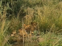Lioness Relaxing With Her Cubs