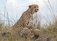 BMS Safaris And Tours