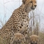 BMS Safaris And Tours BMS Safaris And Tours