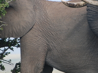 Elephant At Amboseli