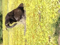 Aardvark Safaris Aardvark Safaris