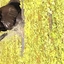 Aardvark Safaris Aardvark Safaris
