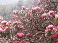 Ghorepani Poon Hill Hiking