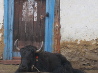 Yak In Nepal Yak In Nepal