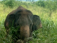 Udawalawa Elephant Sri Lanka Udawalawa Elephant Sri Lanka