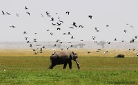 Baboon Safaris Baboon Safaris