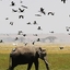 Baboon Safaris Baboon Safaris