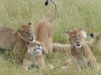 Images 034 Images 034