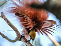 Bird Of Paradise Watching/Photography/Filming Bird Of Paradise Watching/Photography/Filming