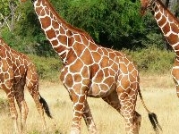 Reticulated Giraffe In Samburu Game Reserve Reticulated Giraffe In Samburu Game Reserve