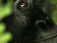 10-Day Gorilla, Chimpanzee & Big Five Safari