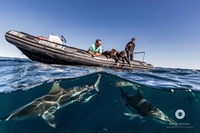 Crystal Divers South Africa Crystal Divers South Africa