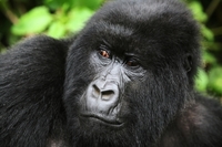 Africa Guide
