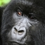 Africa Guide