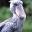 Africa Guides Africa Guides