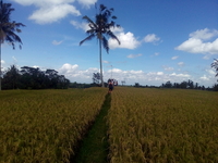 Bali Privatebike