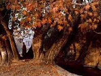 Chinar Chinar
