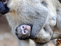 White Monkey