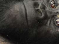 Gorillas