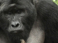 Gorilla Tracking Bwindi Impenetrable National Park