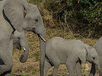 Uganda Wildlife Safaris