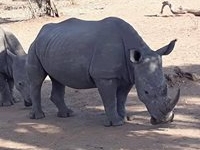 Game Drive & Rhino Walk Safari