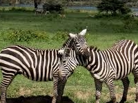Zebra2-Lake Nakuru National Park Zebra2-Lake Nakuru National Park
