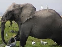 Elephant Amboseli Elephant Amboseli