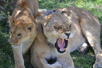 African Green Safaris
