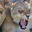 African Green Safaris