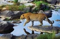Crossriver Safaris