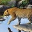 Crossriver Safaris