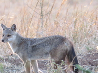 Side Stripped Jackal