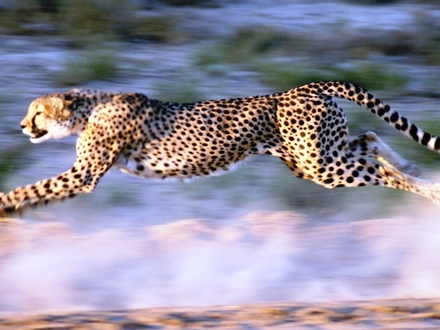 Full Day Cape Town Safari Tour Photos