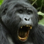 Godfrey