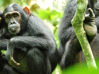 Kibale Gorillas Kibale Gorillas