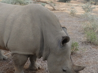 13 Days Etosha, Zambia, Botswana, Namibia & Zimbabwe