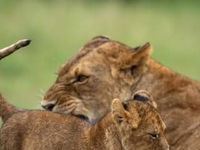 12-day Kenya-Tanzania