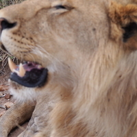 African Safaris