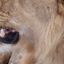 African Safaris