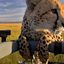 Mufasa Tours And Travels Mufasa Tours And Travels