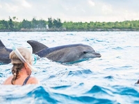 Dolphin Tour Dolphin Tour