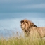 Kwesa Tours