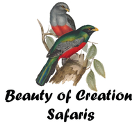 Beauty Safaris