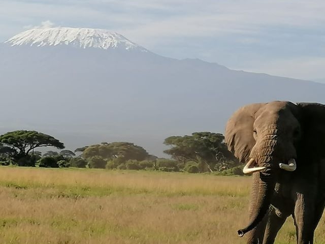 5 Days - Maasai Mara, Lake Nakuru And Amboseli Photos