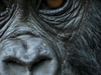 Free Planning for Your Next Vacation Safari