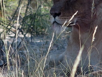 Full Day Chobe Safari