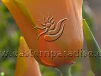 Flower In Shillong